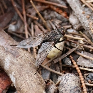 Unverified True fly (Diptera) by LisaH