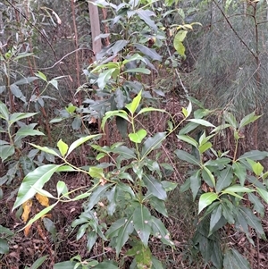 Lophostemon confertus at Pappinbarra, NSW - 25 Oct 2025 by AngFrost