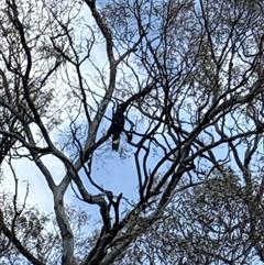 Calyptorhynchus lathami lathami at Chisholm, ACT - 30 Oct 2025 by KaiDewPHD