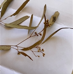 Eucalyptus blakelyi at Broke, NSW - 30 Oct 2025 by RoyP