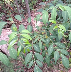 Polyscias sambucifolia subsp. decomposita at Pappinbarra, NSW - 25 Oct 2025 by AngFrost