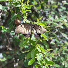Papilio aegeus (Orchard Swallowtail, Large Citrus Butterfly) at Kambah, ACT - 26 Oct 2025 by moniquel
