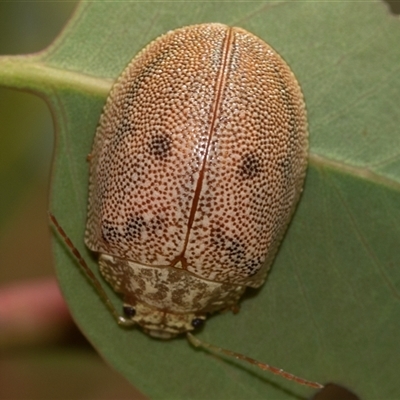 Paropsis atomaria (Eucalyptus leaf beetle) at Higgins, ACT - 30 Oct 2025 by AlisonMilton