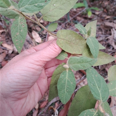 Solanum densevestitum at Pappinbarra, NSW - 25 Oct 2025 by AngFrost