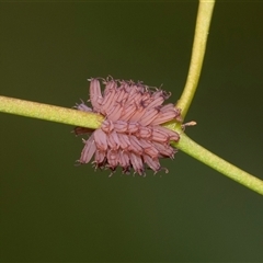 Paropsis atomaria (Eucalyptus leaf beetle) at Higgins, ACT - 30 Oct 2025 by AlisonMilton