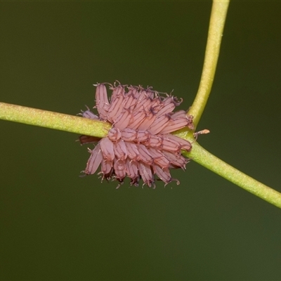 Paropsis atomaria (Eucalyptus leaf beetle) at Higgins, ACT - 30 Oct 2025 by AlisonMilton
