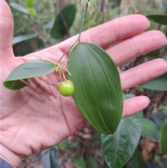 Eustrephus latifolius at Pappinbarra, NSW - 25 Oct 2025 by AngFrost