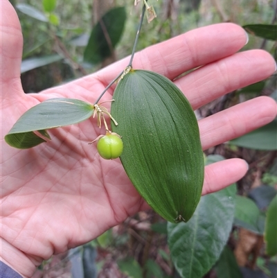 Eustrephus latifolius at Pappinbarra, NSW - 25 Oct 2025 by AngFrost