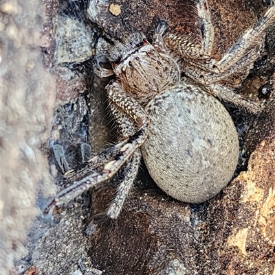 Unverified Huntsman spider (Sparassidae) at Gundaroo, NSW - 30 Oct 2025 by Gunyijan