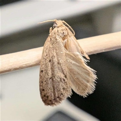 Unverified Concealer moth (Oecophoridae) at Acton, ACT - 29 Oct 2025 by Angus44