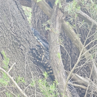 Varanus varius (Lace Monitor) at Burrinjuck, NSW - 30 Oct 2025 by Bidge
