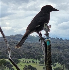 Strepera graculina at Gundaroo, NSW - 29 Oct 2025 by Gunyijan