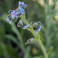 Cynoglossum australe (Australian Forget-me-not) at Whitlam, ACT - 30 Oct 2025 by CattleDog