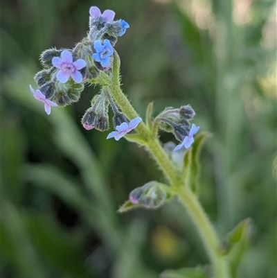 Cynoglossum australe (Australian Forget-me-not) at Whitlam, ACT - 30 Oct 2025 by CattleDog
