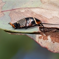 Ellipsidion australe (Austral Ellipsidion cockroach) at Higgins, ACT - 30 Oct 2025 by AlisonMilton