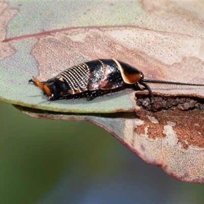 Ellipsidion australe (Austral Ellipsidion cockroach) at Higgins, ACT - 30 Oct 2025 by AlisonMilton