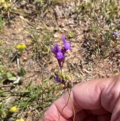 Linaria pelisseriana (Pelisser's Toadflax) at Whitlam, ACT - 30 Oct 2025 by JillianM