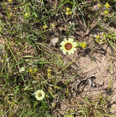 Tolpis barbata (Yellow Hawkweed) at Whitlam, ACT - 30 Oct 2025 by JillianM