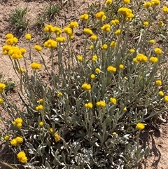 Chrysocephalum apiculatum (Common Everlasting) at Whitlam, ACT - 30 Oct 2025 by JillianM