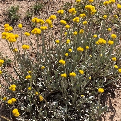 Chrysocephalum apiculatum (Common Everlasting) at Whitlam, ACT - 30 Oct 2025 by JillianM