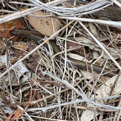 Hemiergis talbingoensis (Eastern Three-toed Earless Skink) at O'Connor, ACT - 29 Oct 2025 by Hejor1