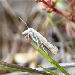 Faveria tritalis (Couchgrass Webworm) at O'Connor, ACT - 29 Oct 2025 by Hejor1