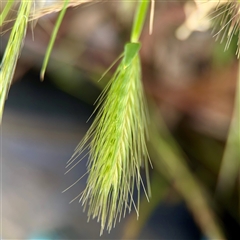 Avena (genus) at O'Connor, ACT - 29 Oct 2025 by Hejor1