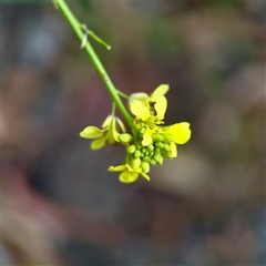 Hirschfeldia incana (Buchan Weed) at O'Connor, ACT - 29 Oct 2025 by Hejor1