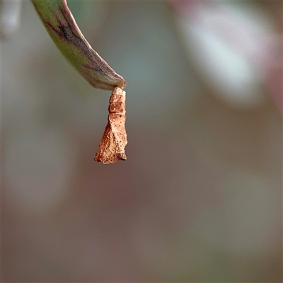Hypertrophidae (family) (Unidentified Twig Moth) at O'Connor, ACT - 29 Oct 2025 by Hejor1