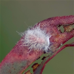 Coccoidea (superfamily) (Mealy bug or scale insect) at O'Connor, ACT - 29 Oct 2025 by Hejor1