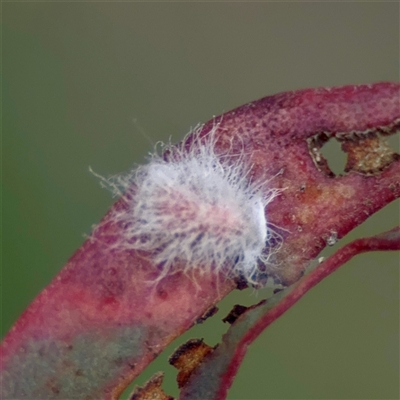 Coccoidea (superfamily) (Mealy bug or scale insect) at O'Connor, ACT - 29 Oct 2025 by Hejor1