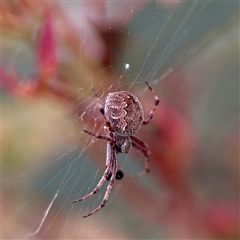 Salsa fuliginata at O'Connor, ACT - 29 Oct 2025 by Hejor1