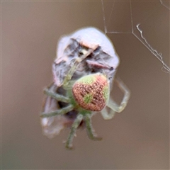 Araneus circulissparsus (species group) at O'Connor, ACT - 29 Oct 2025 by Hejor1