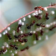 Papyrius sp. (genus) (A Coconut Ant) at O'Connor, ACT - 29 Oct 2025 by Hejor1