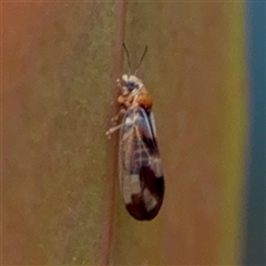 Cardiaspina sp. (genus) (Lace or Basket lerp) at O'Connor, ACT - 29 Oct 2025 by Hejor1