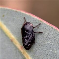 Chaetophyes compacta (Tube spittlebug) at O'Connor, ACT - 29 Oct 2025 by Hejor1