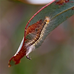 Uraba lugens (Gumleaf Skeletonizer) at O'Connor, ACT - 29 Oct 2025 by Hejor1