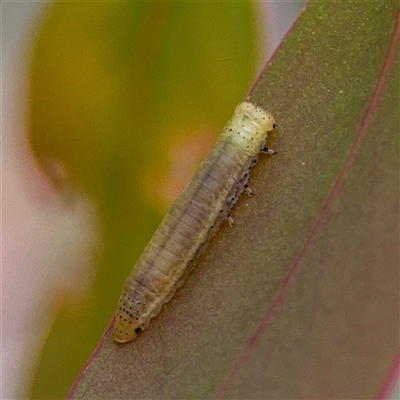 Paropsini sp. (tribe) at O'Connor, ACT - 29 Oct 2025 by Hejor1