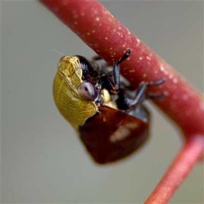 Chaetophyes compacta (Tube spittlebug) at O'Connor, ACT - 29 Oct 2025 by Hejor1
