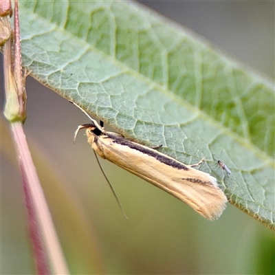 Philobota latifissella (A Concealer moth (Philobota group) at O'Connor, ACT - 29 Oct 2025 by Hejor1