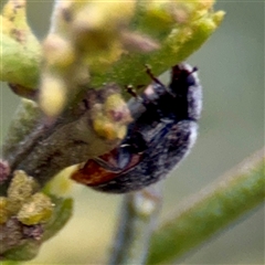 Coccinellidae (family) (Unidentified lady beetle) at O'Connor, ACT - 29 Oct 2025 by Hejor1