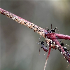 Eriococcidae sp. (family) at O'Connor, ACT - 29 Oct 2025 by Hejor1