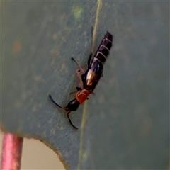 Carphurus sp. (genus) (Soft-winged flower beetle) at O'Connor, ACT - 29 Oct 2025 by Hejor1