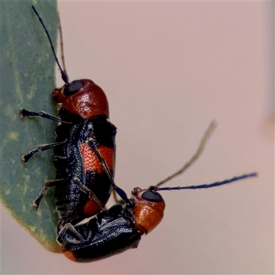 Aporocera (Aporocera) jocosa (Leaf beetle) at O'Connor, ACT - 29 Oct 2025 by Hejor1