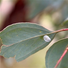 Aphalaridae (family) (A jumping plant lice) at O'Connor, ACT - 29 Oct 2025 by Hejor1