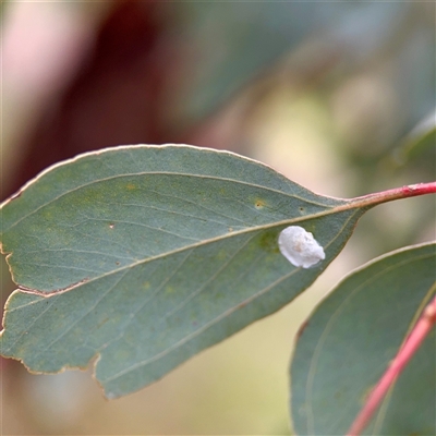 Aphalaridae (family) (A jumping plant lice) at O'Connor, ACT - 29 Oct 2025 by Hejor1