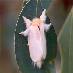 Trichiocercus sparshalli (Sparshall's Moth) at O'Connor, ACT - 29 Oct 2025 by Hejor1