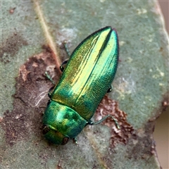 Melobasis obscurella (Obscurella jewel beetle) at O'Connor, ACT - 29 Oct 2025 by Hejor1