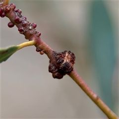 Uromycladium (genus) at O'Connor, ACT - 29 Oct 2025 by Hejor1