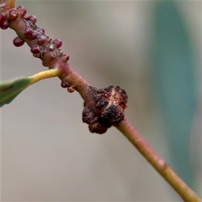 Uromycladium (genus) at O'Connor, ACT - 29 Oct 2025 by Hejor1